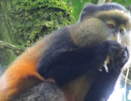 MGAHINGA GORILLA NATIONAL PARK