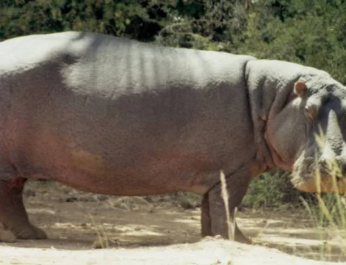 MT. LONGONOT NATIONAL PARK