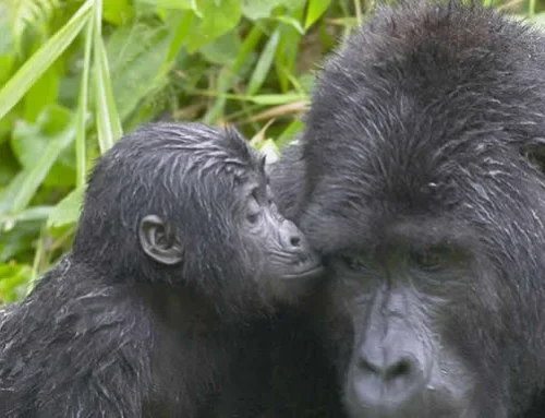 5 DAYS GORILLAS & GOLDEN MONKEY OF MGAHINGA ODYSSEY