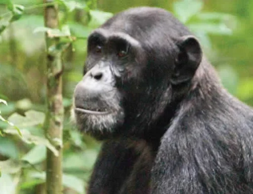 17 DAY RWANDA & UGANDA DISCOVERY