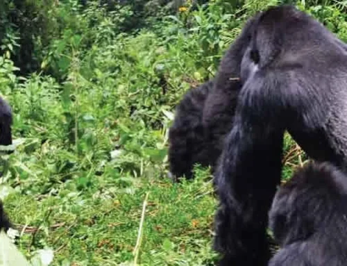 16 DAY UNTAMED UGANDA & RWANDA 4X4 ODYSSEY