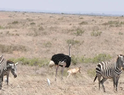 Nairobi National Park Day Excursion