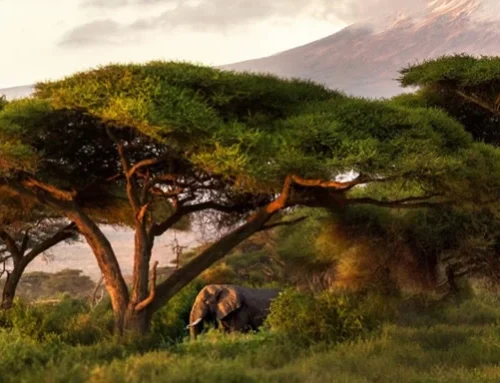 THE HEART OF TANZANIA