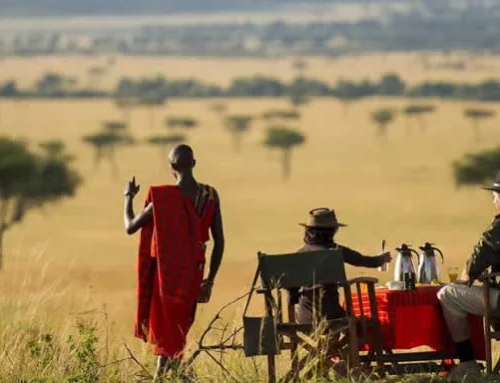 SAFARI ACROSS KENYA,ENJOYING THE CLASSIC CAMPS