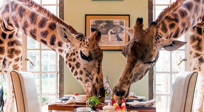 excursion safari tours kenya