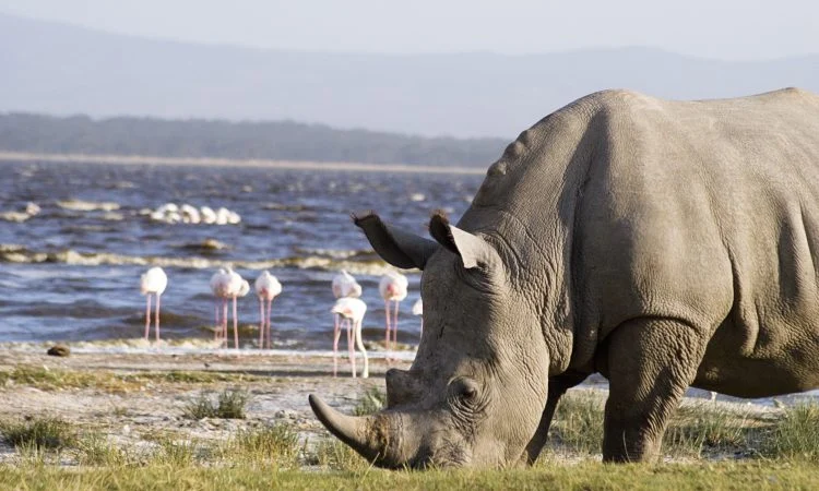 black rhino