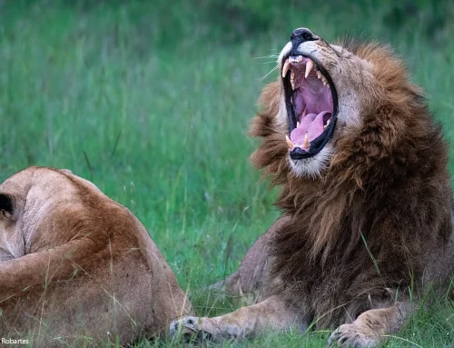 Discover the Wonders of Maasai Mara National Reserve: A Safari Adventure Like No Other