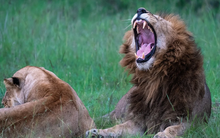 discover-the-wonders-of-maasai-mara-national-reserve-a-safari-adventure-like-no-other