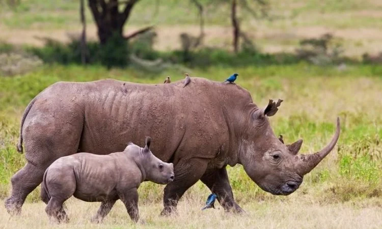 white rhino